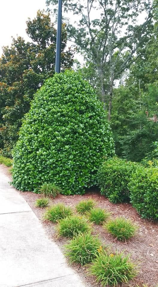 picture of a beautifully trimmed bush next to a sidewalk