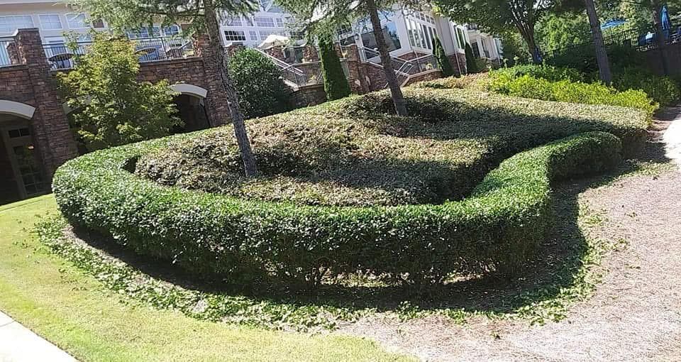 picture of a landscaping project with trimmed bushed and hedges in seattle washington